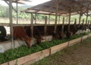 Jelang Idul Adha, Lalu Lintas Ternak di Konawe Selatan harus Dilengkapi SKKH