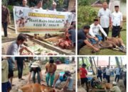 Idul Adha, PT GMS Salurkan 20 Sapi Kurban di Lingkar Tambang