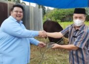 Berbagi Sesama, Gemoynya Kendari Salurkan 13 Ekor Sapi Kurban ke Warga