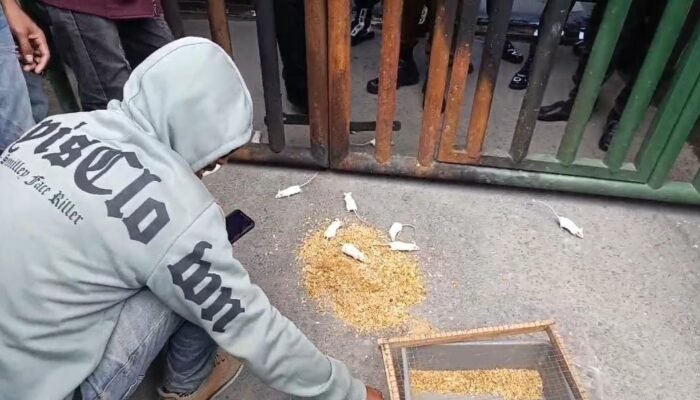Pendemo Lepas Tikus di Kejati Sultra, Tantang Kajati Berantas Mafia Tambang