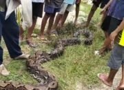 Warga Desa Wantiworo Temukan Ular Sepanjang 7 Meter Usai Memangsa Seekor Babi