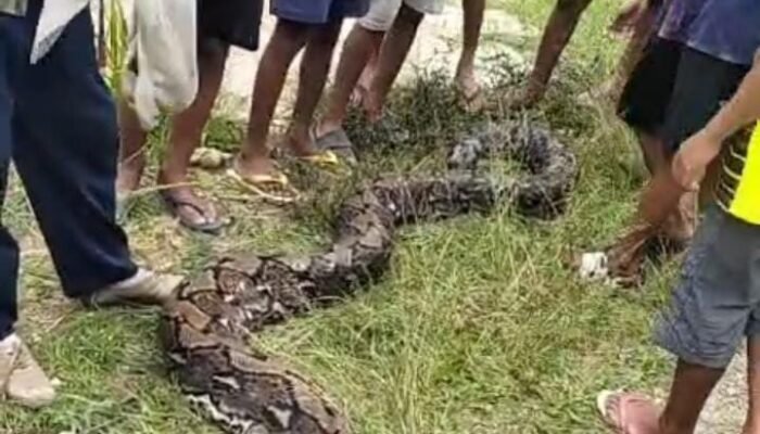 Warga Desa Wantiworo Temukan Ular Sepanjang 7 Meter Usai Memangsa Seekor Babi