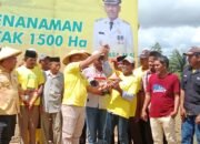 Bupati La Ode Darwin Launching Program ‘Petani Keren’ dan Penanaman Jagung Serentak