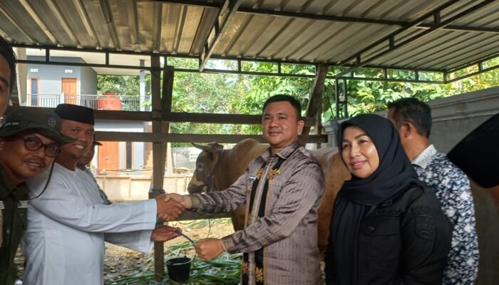 Wabup Konsel Serahkan Sapi Kurban Presiden Prabowo Berbobot 974 Kilogram