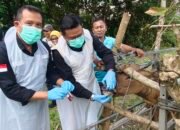 Bukan Wabah, Balai Besar Veteriner Maros dan DPKH Investigasi Kematian Sapi di Konsel