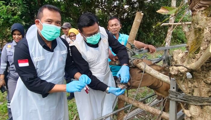 Bukan Wabah, Balai Besar Veteriner Maros dan DPKH Investigasi Kematian Sapi di Konsel