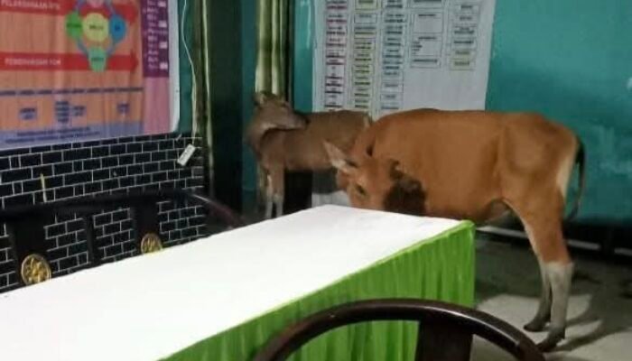 Puskesmas di Muna Barat Seolah Menjadi Kandang Sapi
