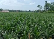 Masyarakat Soroti Perusahaan Sawit PT KAS di Muna, Diduga Beroperasi Tanpa Amdal