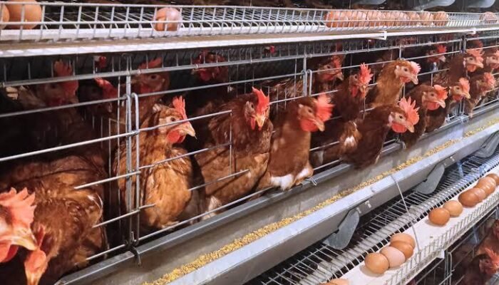 Peternak di Muna Barat Mulai Rasakan Dampak Program Liwu Mokesa