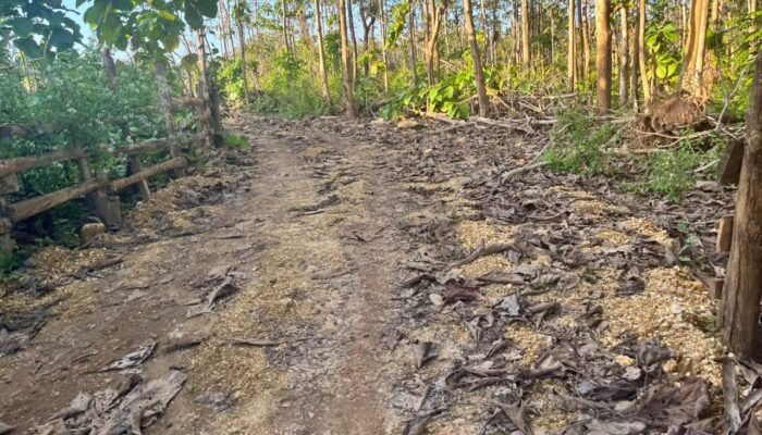 Pembangunan JUT dan MCK di Tangkumaho Diduga Menggunakan Material Dari Kawasan Hutan