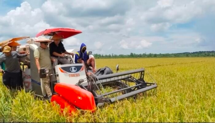 Terus Tingkatkan Produksi, DTPHP Konsel Panen Raya Padi Sawah di Desa Lebo Jaya