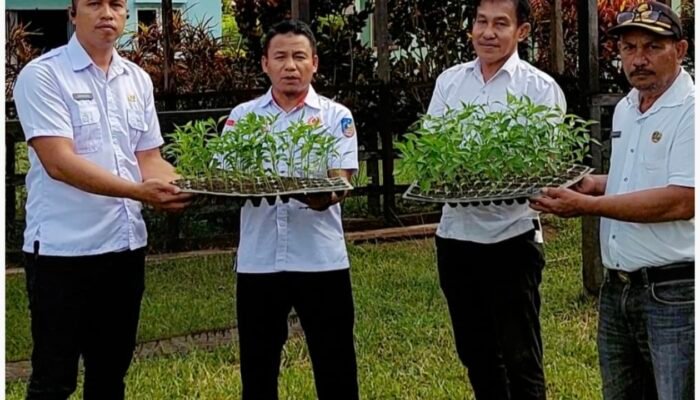 Dorong Ketahanan Pangan, Pemerintah Kecamatan Kolono Semai Ratusan Bibit Cabai di Green House Kecamatan