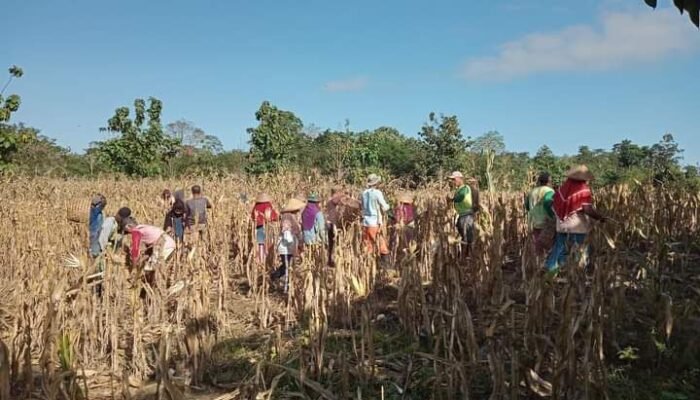 Masyarakat Muna Barat Mulai Tagih Janji Program Pasangan Bupati La Ode Darwin-Alibasa