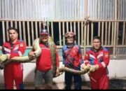 Personel Damkarmat Konsel Berhasil Evakuasi Ular Piton Sepanjang 5 Meter di Pemukiman Warga