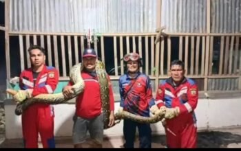 Personel Damkarmat Konsel Berhasil Evakuasi Ular Piton Sepanjang 5 Meter di Pemukiman Warga