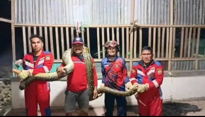 Personel Damkarmat Konsel Berhasil Evakuasi Ular Piton Sepanjang 5 Meter di Pemukiman Warga
