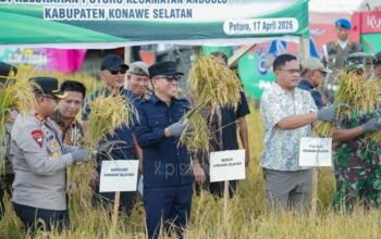 Dukung Swasembada Pangan Nasional, Bupati Irham Kalenggo Panen Raya Padi Sawah di Potoro