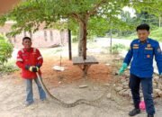 Lagi, Personel Damkarmat Kembali Evakuasi Ular Piton di Pekarangan Rumah Warga di Desa Boro-Boro