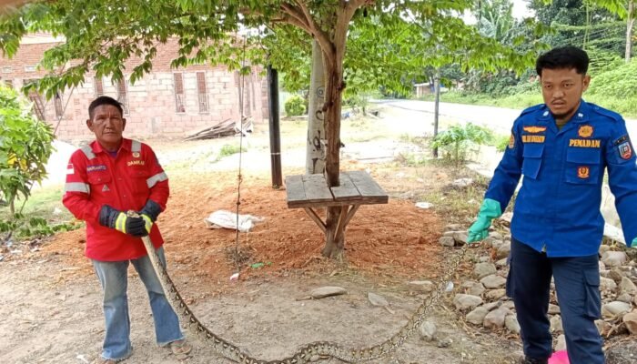 Lagi, Personel Damkarmat Kembali Evakuasi Ular Piton di Pekarangan Rumah Warga di Desa Boro-Boro