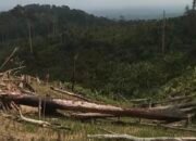 Hutan di Kawasan Taman Nasional Rawa Aopa Diduga Dirambah Secara Ilegal, Aparat Didesak Bertindak