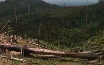 Hutan di Kawasan Taman Nasional Rawa Aopa Diduga Dirambah Secara Ilegal, Aparat Didesak Bertindak