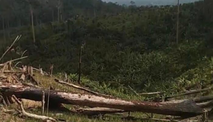 Hutan di Kawasan Taman Nasional Rawa Aopa Diduga Dirambah Secara Ilegal, Aparat Didesak Bertindak
