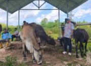 Konawe Selatan Pemasok Kurban Terbesar di Sultra, Ketersediaan Capai 45 Ribu Ekor Sapi dan 120 Ekor Kambing
