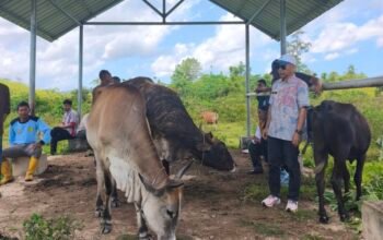 Konawe Selatan Pemasok Kurban Terbesar di Sultra, Ketersediaan Capai 45 Ribu Ekor Sapi dan 120 Ekor Kambing