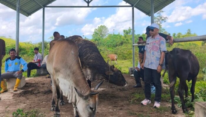 Konawe Selatan Pemasok Kurban Terbesar di Sultra, Ketersediaan Capai 45 Ribu Ekor Sapi dan 120 Ekor Kambing