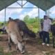 Konawe Selatan Pemasok Kurban Terbesar di Sultra, Ketersediaan Capai 45 Ribu Ekor Sapi dan 120 Ekor Kambing