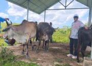 Sapi Kurban Presiden Prabowo Subianto di Sultra Terbanyak dari Konawe Selatan