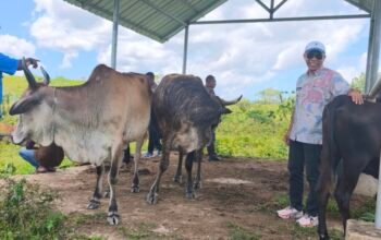Sapi Kurban Presiden Prabowo Subianto di Sultra Terbanyak dari Konawe Selatan