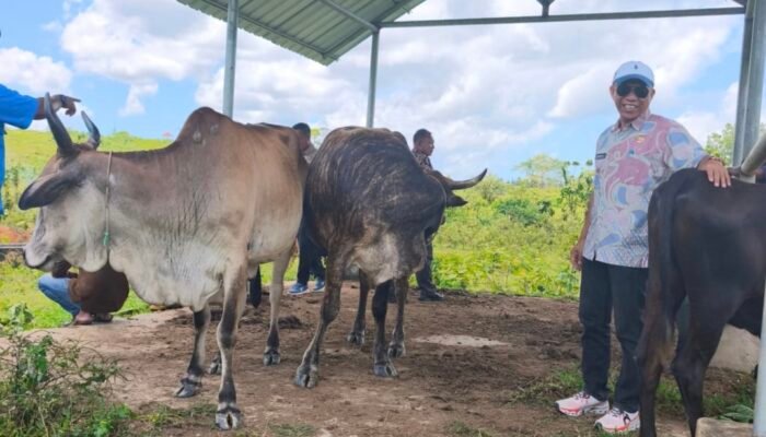 Sapi Kurban Presiden Prabowo Subianto di Sultra Terbanyak dari Konawe Selatan