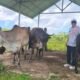 Sapi Kurban Presiden Prabowo Subianto di Sultra Terbanyak dari Konawe Selatan