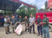 Damkarmat Konawe Selatan Evakuasi Ular Sanca Berbobot 96 Kilogram