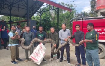 Damkarmat Konawe Selatan Evakuasi Ular Sanca Berbobot 96 Kilogram