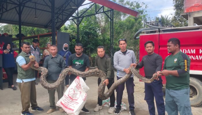 Damkarmat Konawe Selatan Evakuasi Ular Sanca Berbobot 96 Kilogram