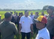 Kemarau Ekstrem, Puluhan Hektar Sawah di Muna Barat Terancam Puso