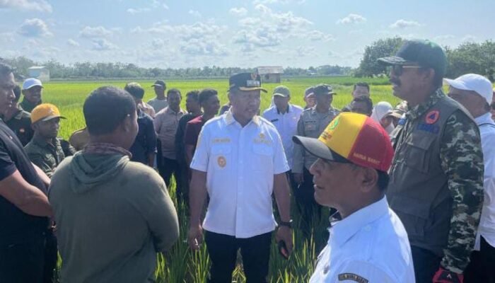 Kemarau Ekstrem, Puluhan Hektar Sawah di Muna Barat Terancam Puso