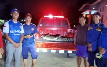 Damkarmat Konsel Berhasil Evakuasi Seekor Buaya di Desa Anese
