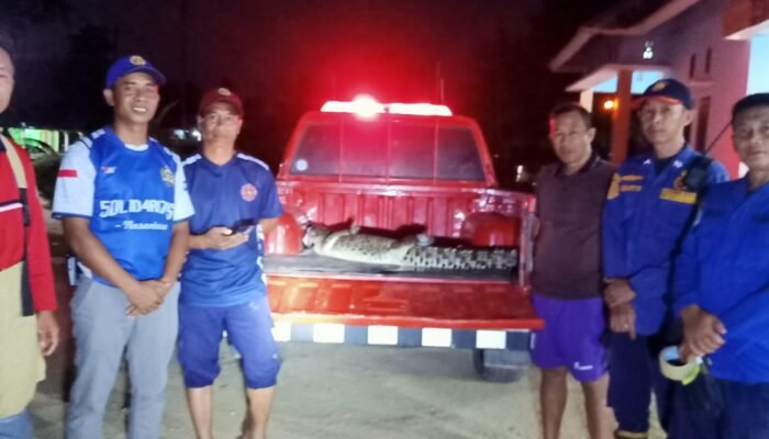 Damkarmat Konsel Berhasil Evakuasi Seekor Buaya di Desa Anese