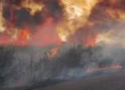 Dua Hektar Lahan Tebu di Konsel Hangus Terbakar, Damkarmat Berhasil Putuskan Penjalaran Api