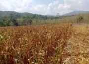 Alami Kekeringan Lahan, Petani Jagung Pakan di Desa Ambololi Konawe Selatan Gagal Panen