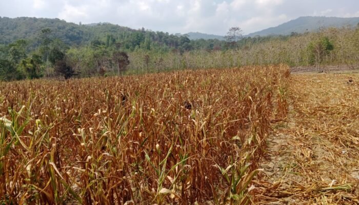 Alami Kekeringan Lahan, Petani Jagung Pakan di Desa Ambololi Konawe Selatan Gagal Panen