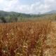 Alami Kekeringan Lahan, Petani Jagung Pakan di Desa Ambololi Konawe Selatan Gagal Panen