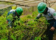 PT Ifishdeco T.bk Luruskan Tuduhan Perusakan Kawasan Hutan Lindung Mangrove, Corporate Secretary : Perusahaan Kantongi Izin PPKH untuk Area Penunjang